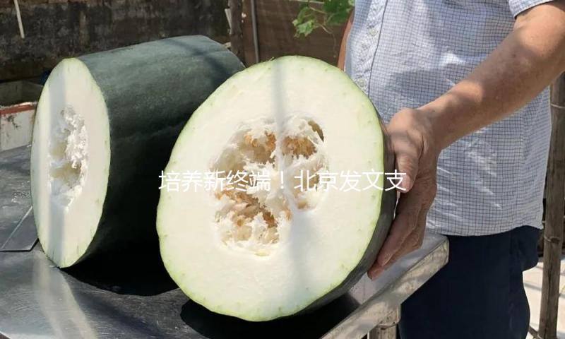 培养新终端！北京发文支撑“5G+人形机器人” 工厂或成榜首落地场景