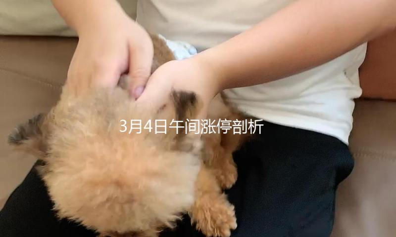 3月4日午间涨停剖析