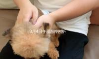 3月4日午间涨停剖析